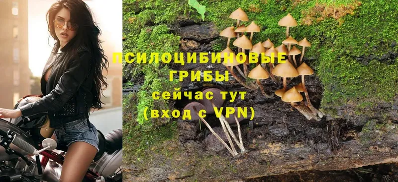 Псилоцибиновые грибы Psilocybine cubensis  цена наркотик  Торжок 